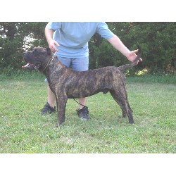 Perro De Presa Canario Breeder in Tecumseh, Kansas