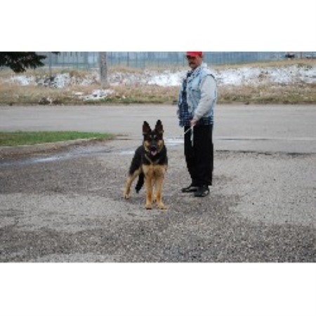 GSD,Alsatian breeder in Saskatchewan picture 2