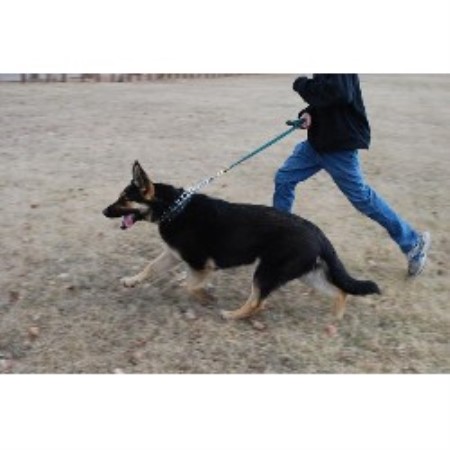 GSD,Alsatian in Saskatchewan