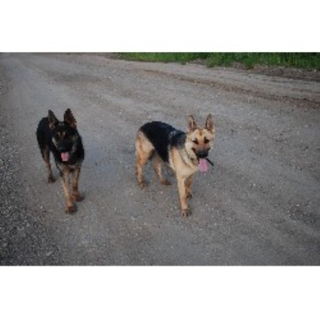 GSD,Alsatian in Saskatchewan picture 2