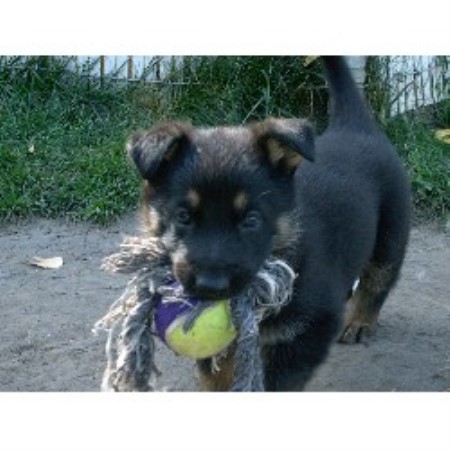 German Shepherd Dog breeder in Prince Albert Saskatchewan