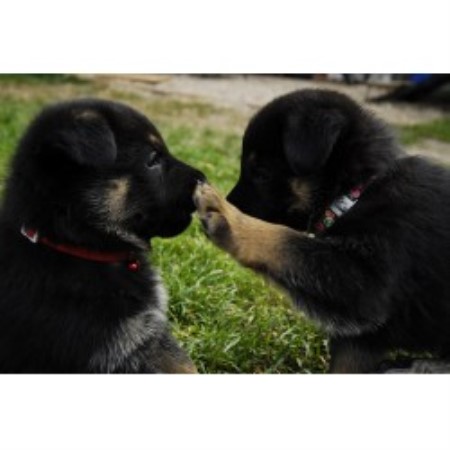 German Shepherd Dog Breeder in Prince Albert, Saskatchewan
