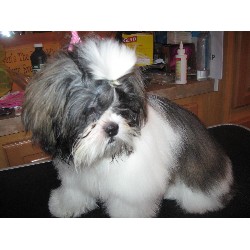 Shih Tzu in Virginia