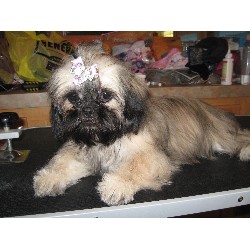 Shih Tzu breeder in Virginia picture 2