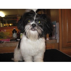 Shih Tzu breeder in Glade Spring Virginia