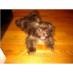 Shih Tzu Breeder in Glade Spring, Virginia