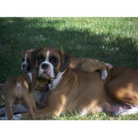 Boxer Breeder in Courtice, Ontario