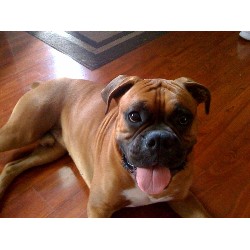 Boxer Stud in Toms River, New Jersey