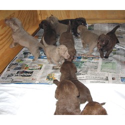 Chesapeake Bay Retriever in Michigan picture 2