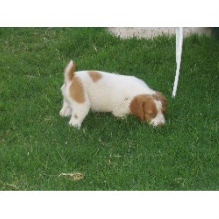puppies midland tx lone brittanys breeder in midland puppies midland tx lone brittanys breeder in midland