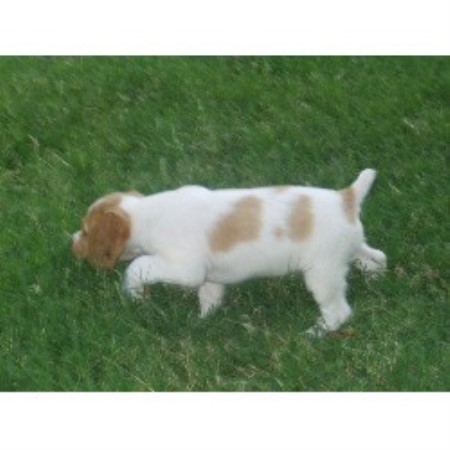 Brittany Breeder in Midland, Texas