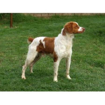 Brittany breeder in Midland Texas