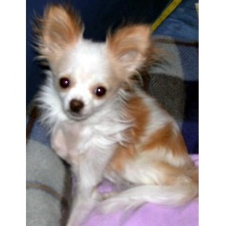 Chihuahua Breeder in Texarkana, Arkansas
