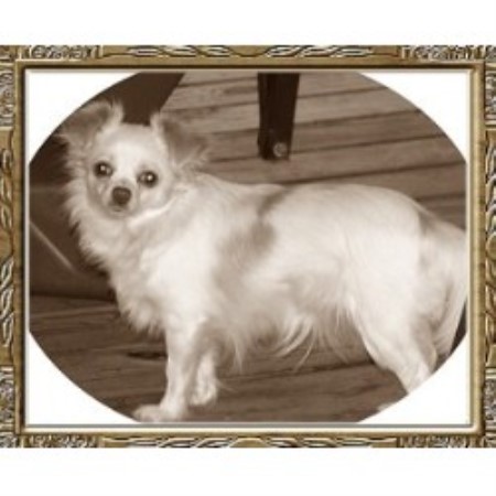 Chihuahua in Arkansas picture 2
