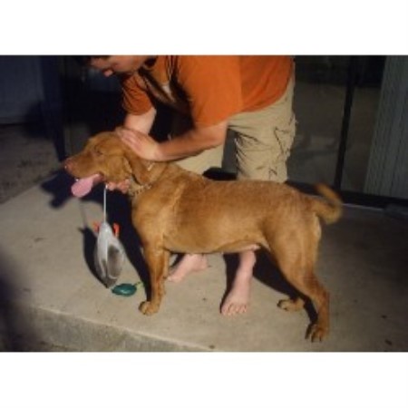 Chesapeake Bay Retriever breeder in Copperas Cove Texas