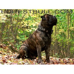 Bullmastiff Stud in Lefebvre, Quebec