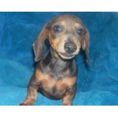 Doxie in Texas