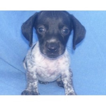 Dachshund breeder in Texas