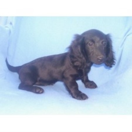 Doxie breeder in Texas picture 2