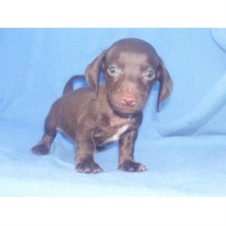Dachshund breeder in Ganado Texas