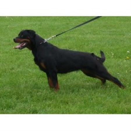 Rottweiler breeder in Ontario picture 2