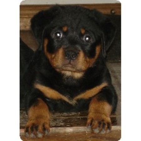 Rottweiler in Ontario picture 2