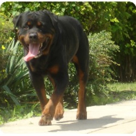 Rottweiler Breeder in Norval, Ontario
