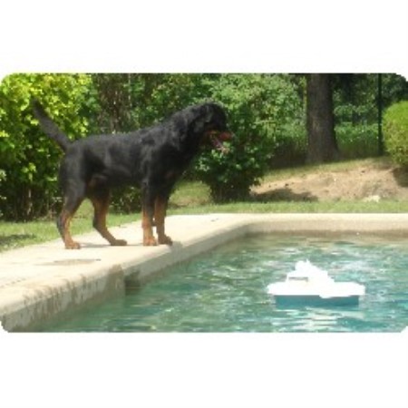 Rottweiler breeder in Norval Ontario