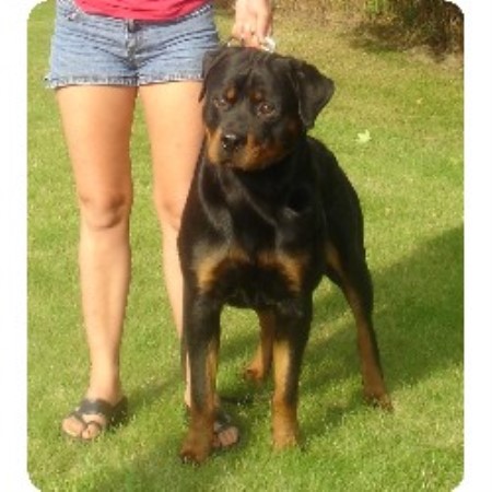 Rottweiler in Ontario