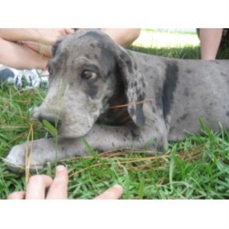 Great Dane breeder in North Carolina picture 2