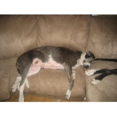Great Dane in North Carolina