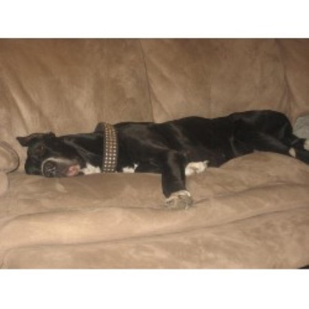 Great Dane in North Carolina picture 2