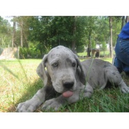Great Dane breeder in Parkton North Carolina
