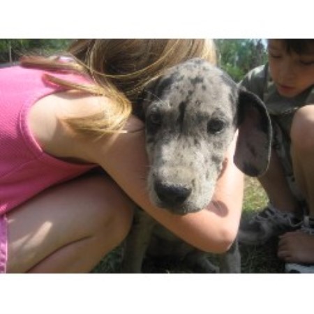 Great Dane Breeder in Parkton, North Carolina