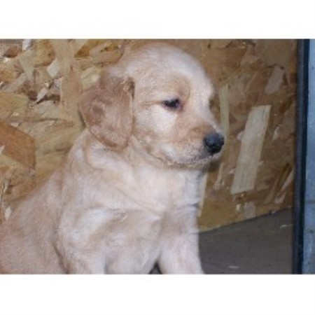 goldendoodle puppies mn let s play kennels goldendoodle breeder in zumbro falls minnesota listing id 14130 goldendoodle puppies mn let s play kennels goldendoodle breeder in zumbro falls minnesota listing id 14130