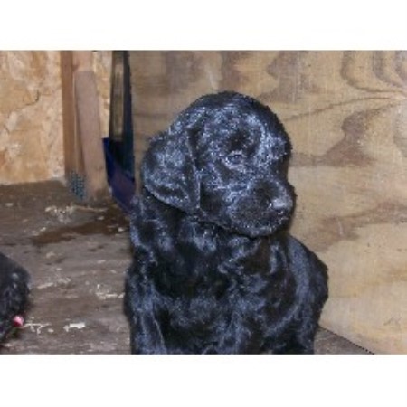 Goldendoodle breeder in Hammond Minnesota