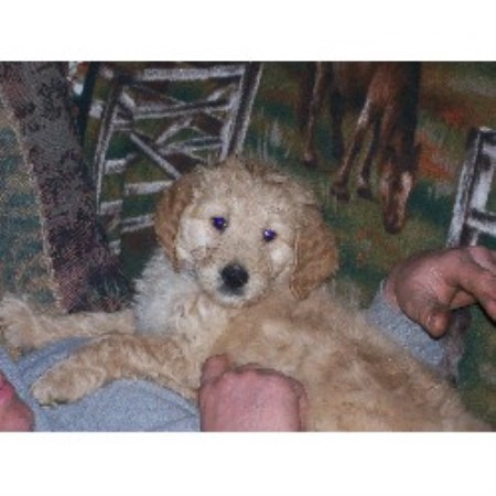 standard goldendoodle puppies mn goldendoodle breeders in minnesota freedoglistings standard goldendoodle puppies mn goldendoodle breeders in minnesota freedoglistings