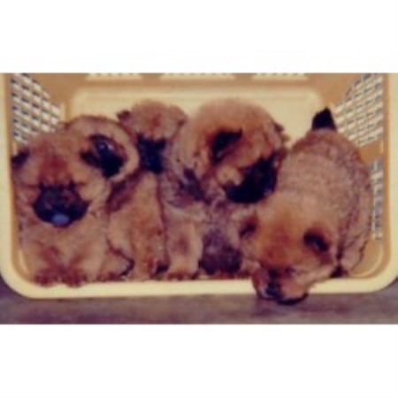 Chow Chow breeder in Muskogee Oklahoma