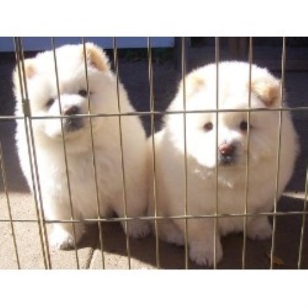 Chow Chow in Oklahoma