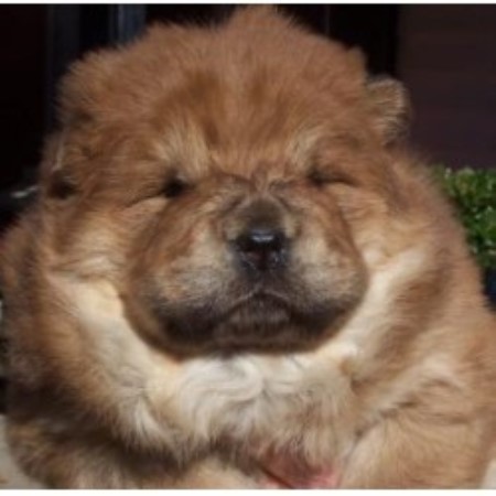 puppy zone rhynes puppy zone chow chow breeder in muskogee oklahoma 74401 freedoglistings puppy zone rhynes puppy zone chow chow breeder in muskogee oklahoma 74401 freedoglistings