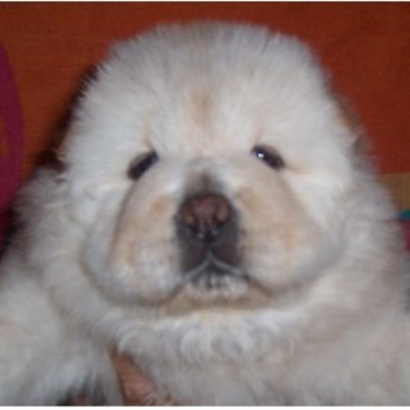 puppy zone rhynes puppy zone chow chow breeder in muskogee oklahoma 74401 freedoglistings puppy zone rhynes puppy zone chow chow breeder in muskogee oklahoma 74401 freedoglistings