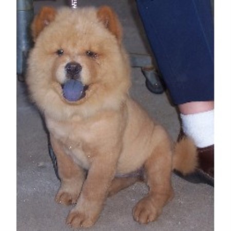 Chow Chow breeder in Oklahoma picture 2