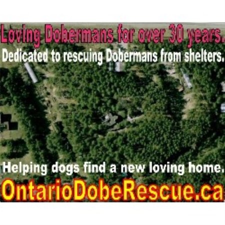 Doberman Sanctuary