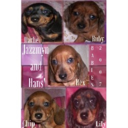 Doxie in Pennsylvania