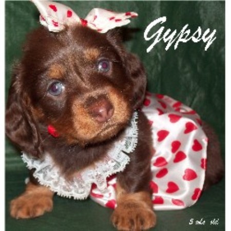 Dachshund breeder in Belle Vernon Pennsylvania