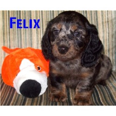 Dachshund Breeder in Belle Vernon, Pennsylvania