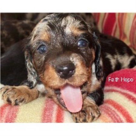 Doxie breeder in Pennsylvania picture 2