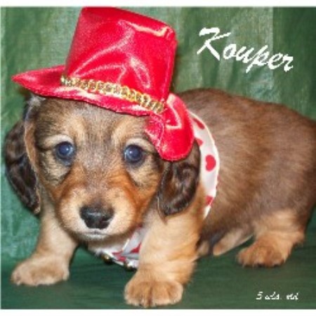 Doxie in Pennsylvania picture 2