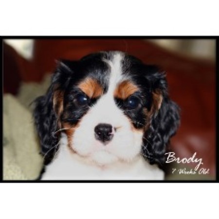 Cavalier King Charles Spaniel in Texas