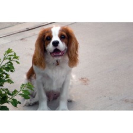 Cavalier King Charles Spaniel in Texas picture 2
